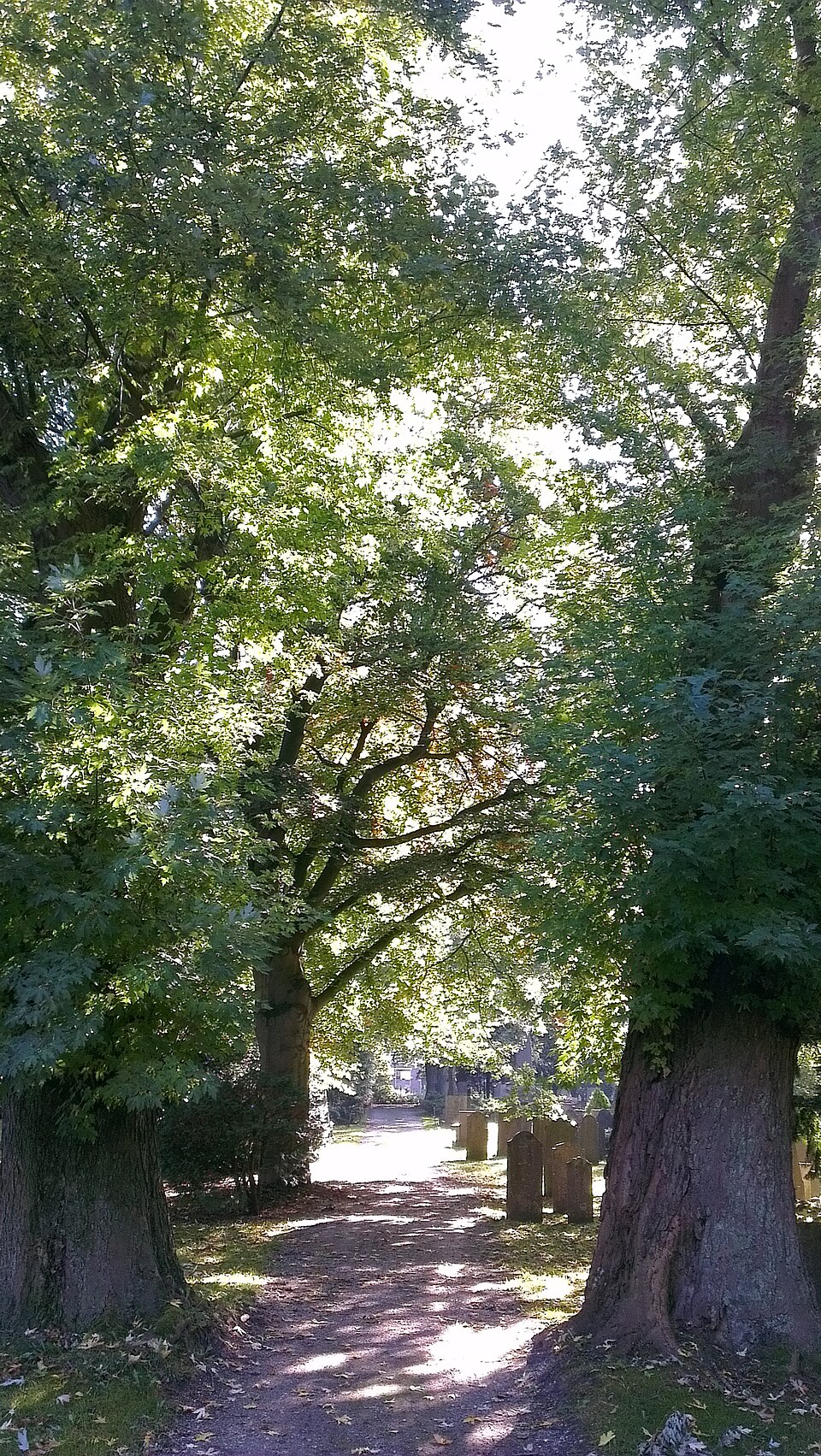 Warmoespark
