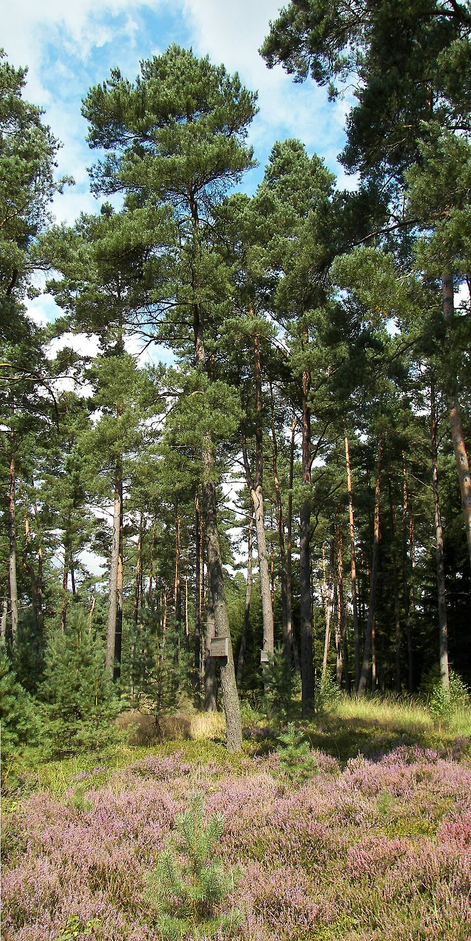 De Zandstuve