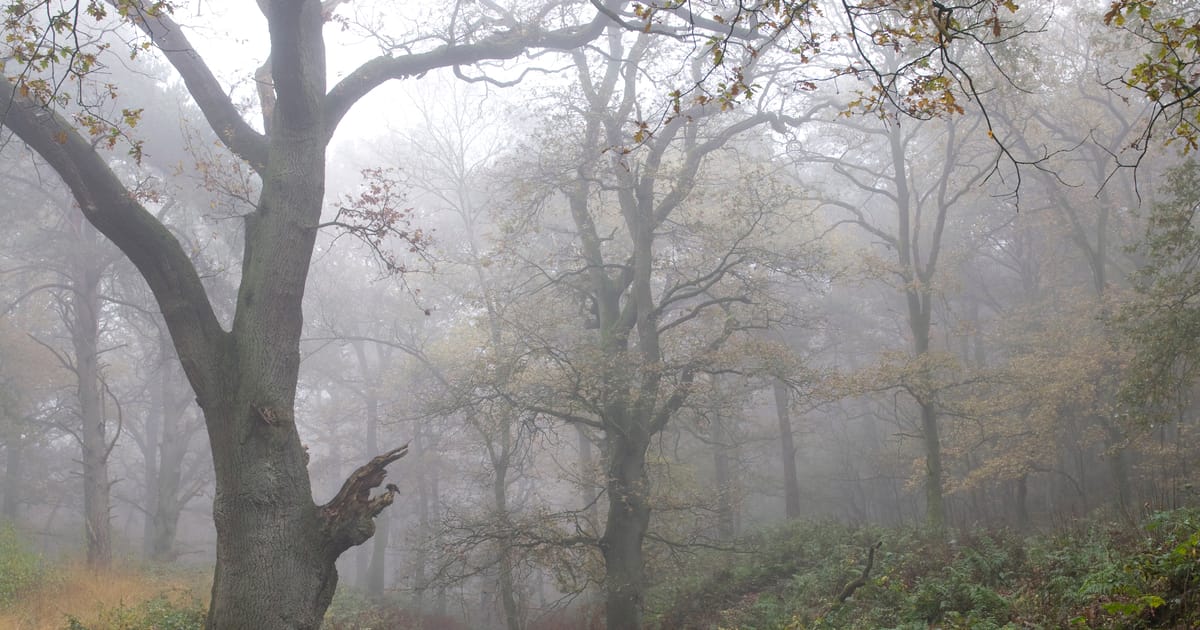 Wolfhezer Bossen