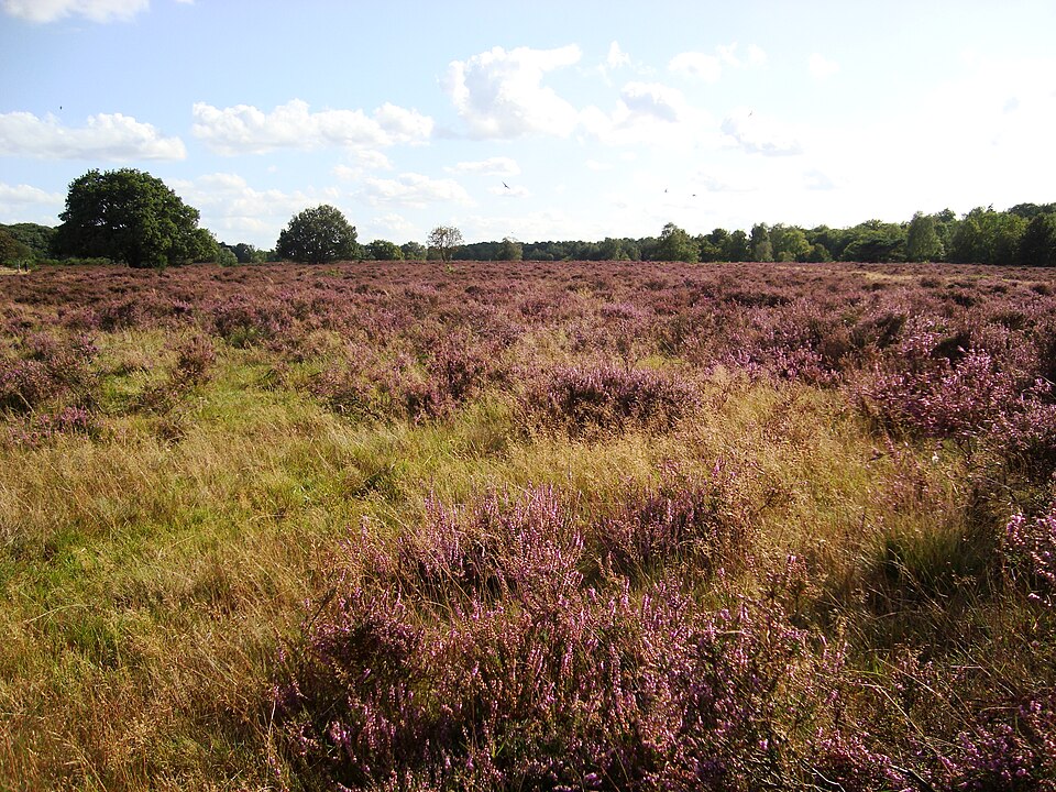 Hoorneboegse Heide