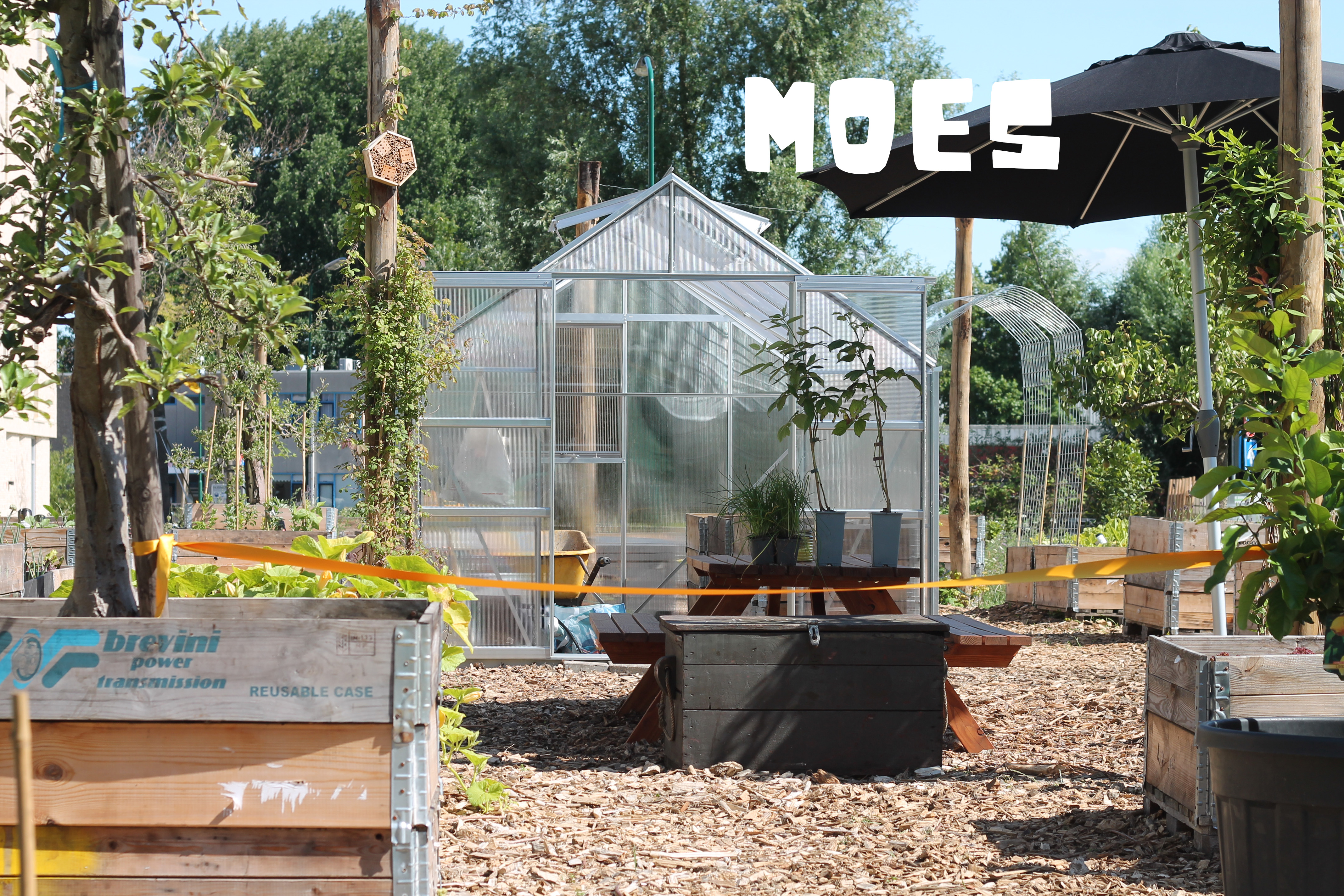 MOES