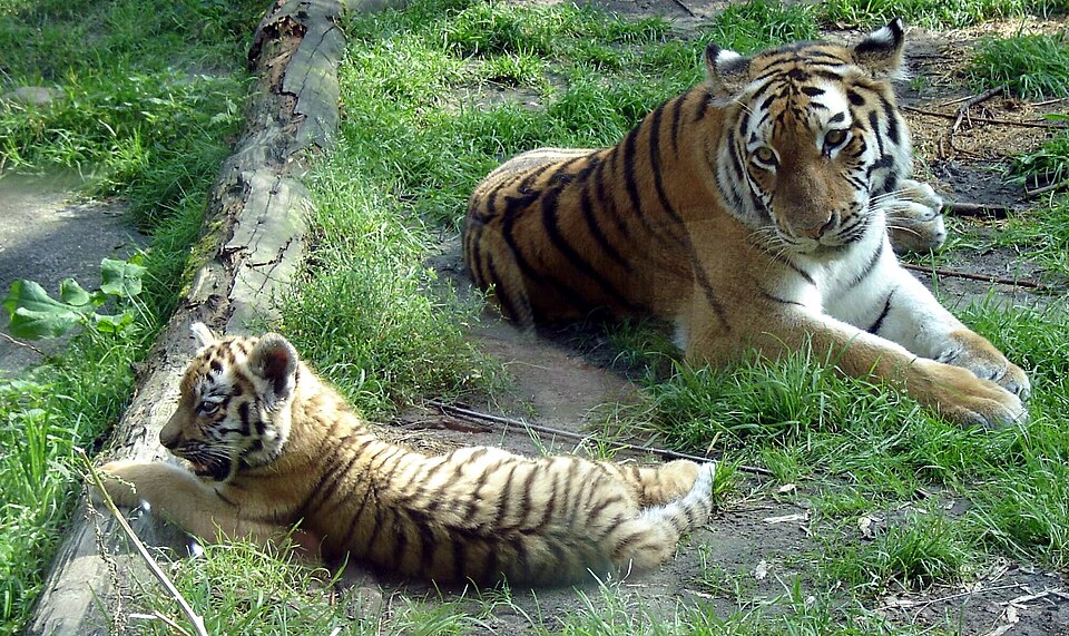 Dierenpark Amersfoort