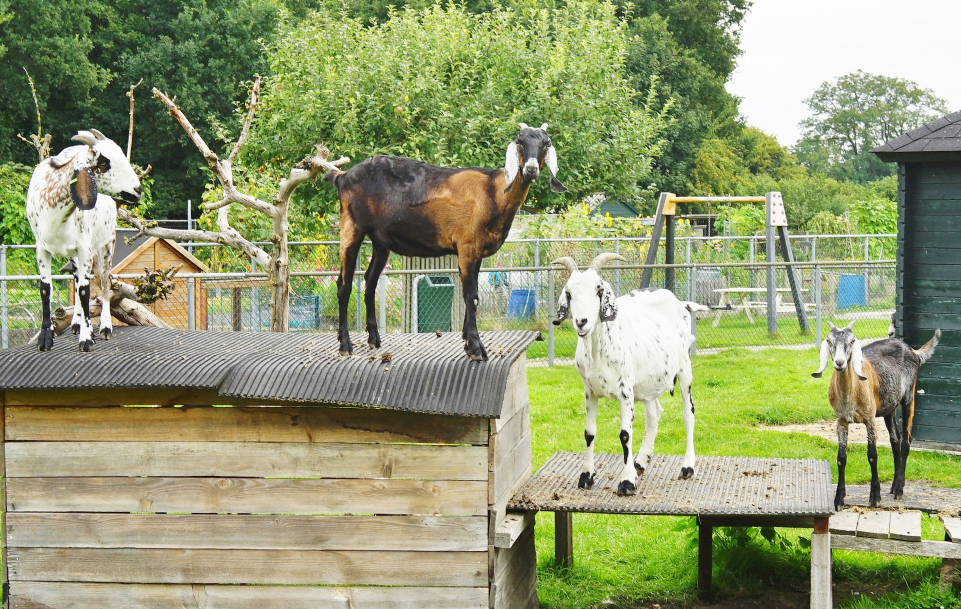 Kinderboerderij De Voskuilerhoeve