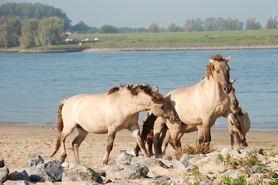 Oude Waal