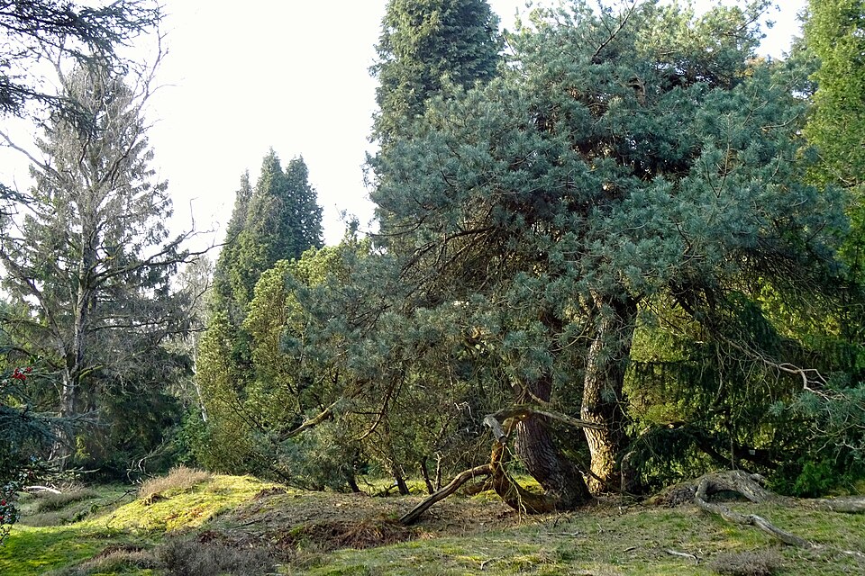 Pinetum de Dennenhorst