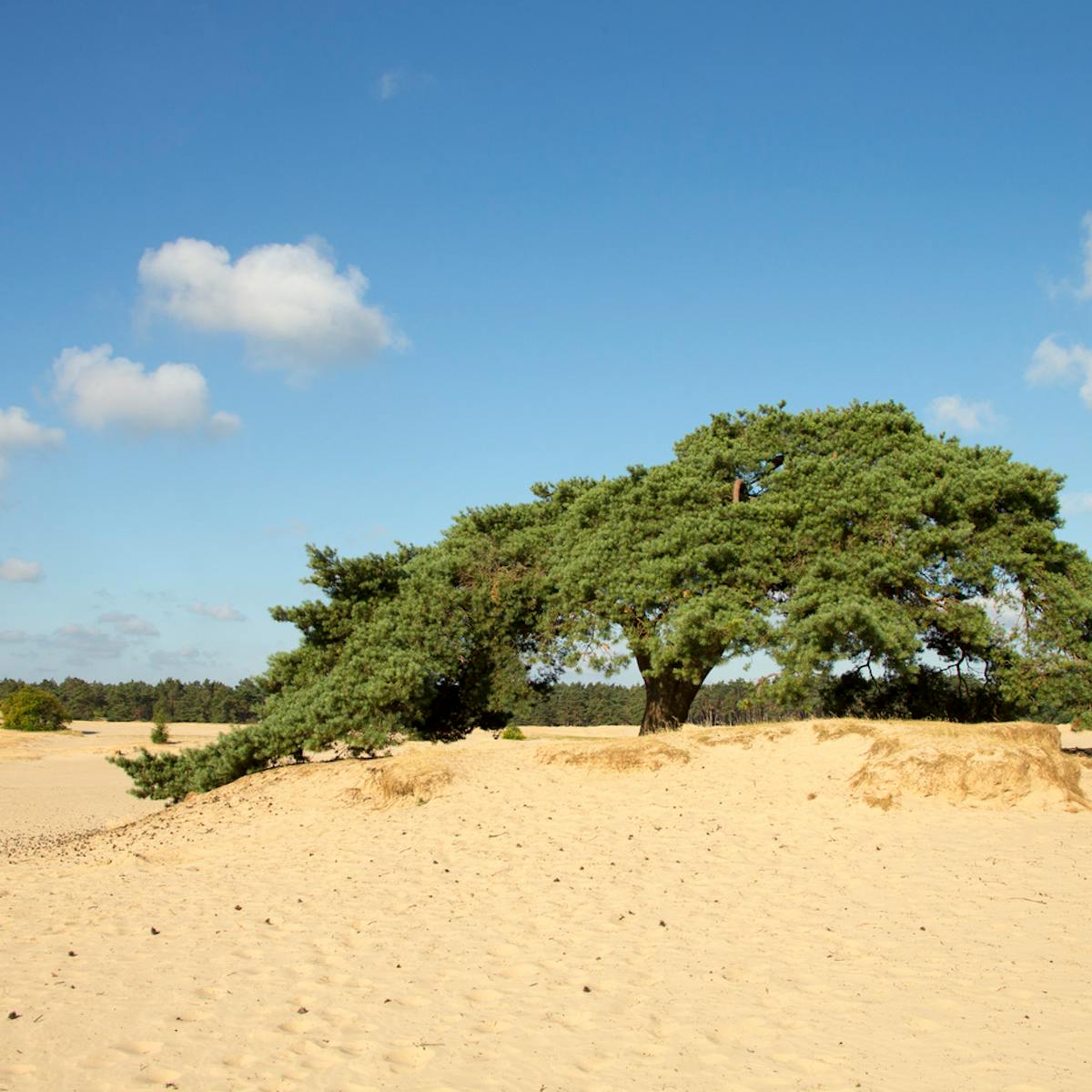 De Haere