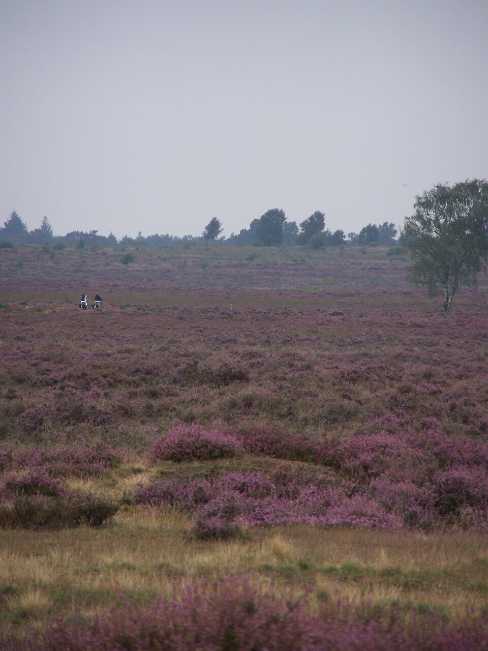 Militair Oefenterrein Ederheide