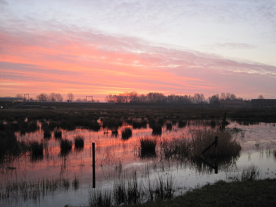 Koeienweide Schuytgraaf