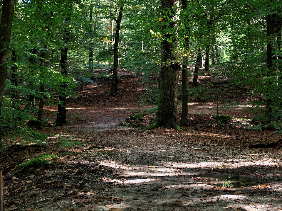 Beekhuizense Bossen