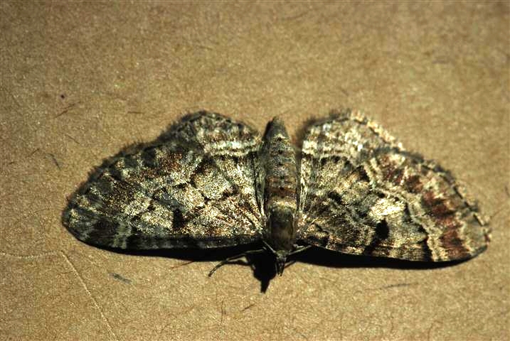 Huydecopersbos