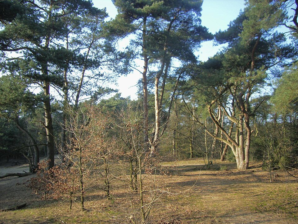 Bakelse Bos