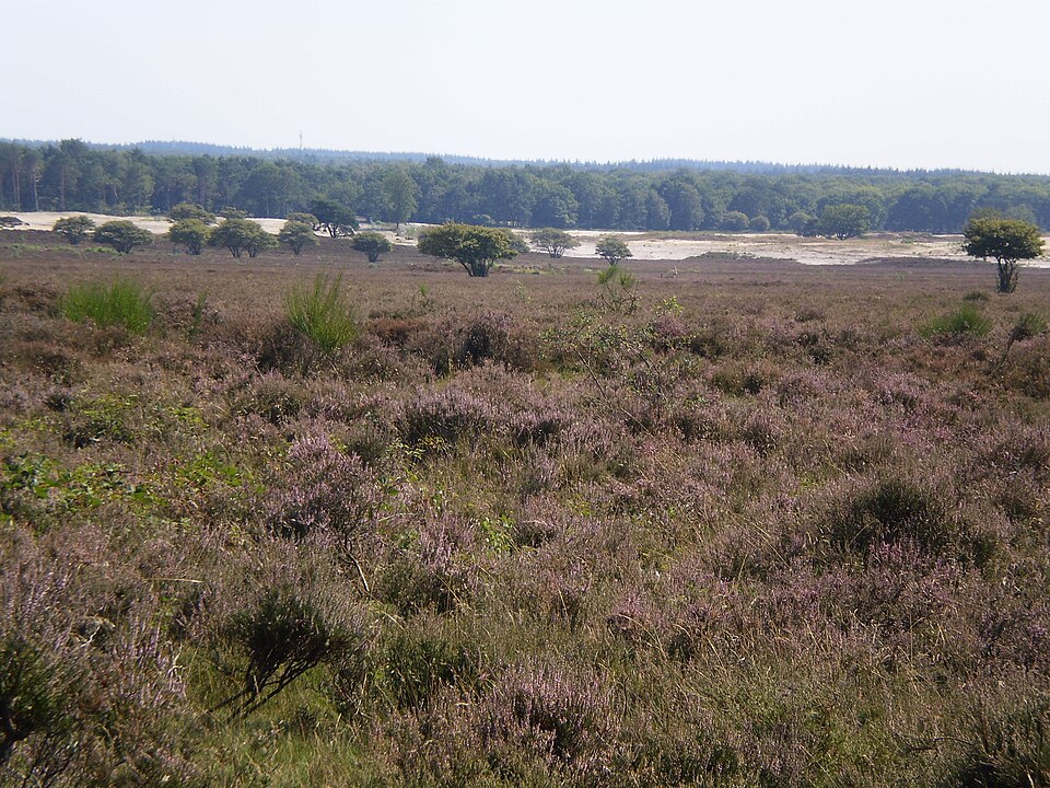 Zuiderheide